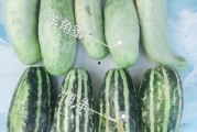 无尽噩梦5八卦内置菜单 